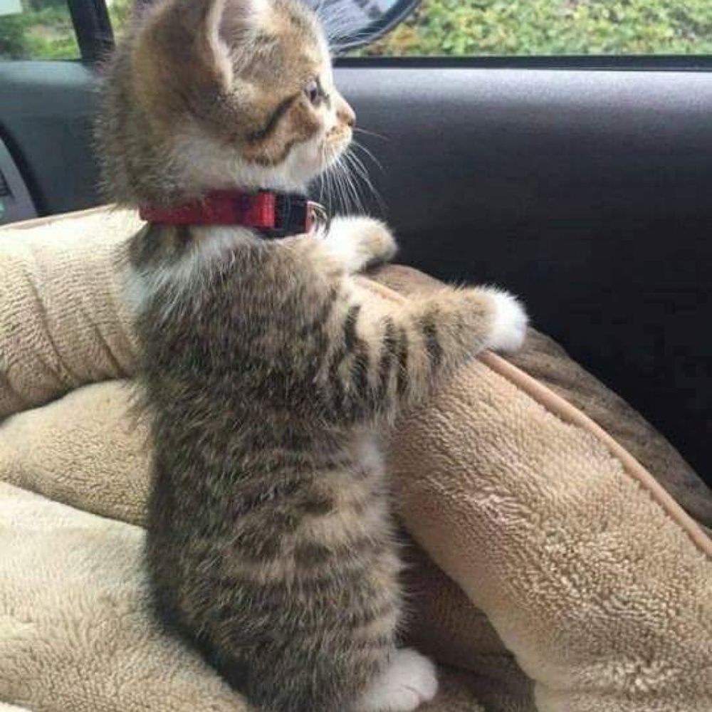 Meet your Posher, Karen